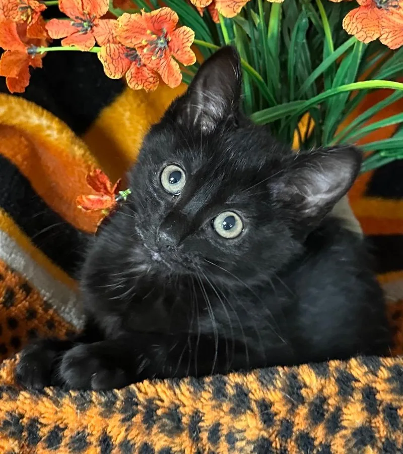 A baby small-sized female Domestic Short Hair cat named Lily for adoption in Stillwater, OK