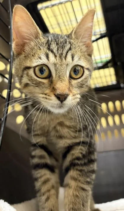 A baby small-sized female Domestic Short Hair cat named Samara for adoption in Honolulu, HI