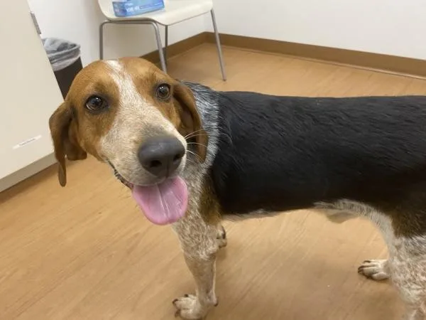 An adult medium-sized male Mixed Breed dog named Foghorn Leghorn for adoption in Melbourne, FL