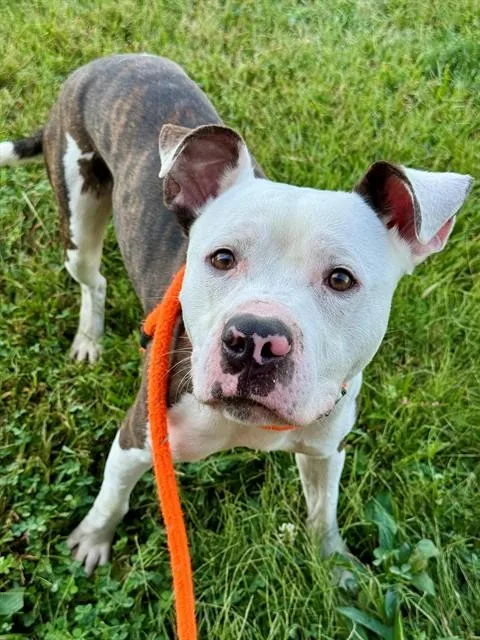 An adult medium-sized male Terrier dog named Claude for adoption in Olivette, MO