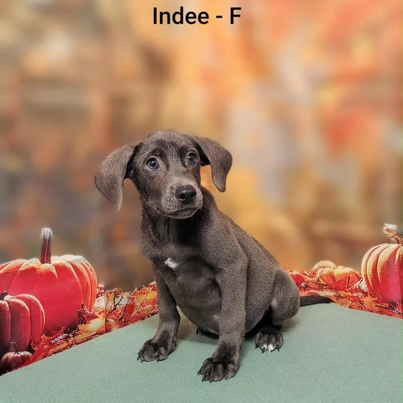 A baby medium-sized female Gray / Blue / Silver Retriever dog named Indee for adoption in Griswold, CT