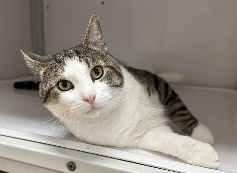 A young medium-sized male Domestic Short Hair cat named Kane for adoption in Alexandria, VA