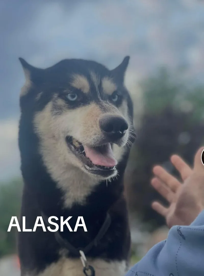 Alaska thumbnail 3