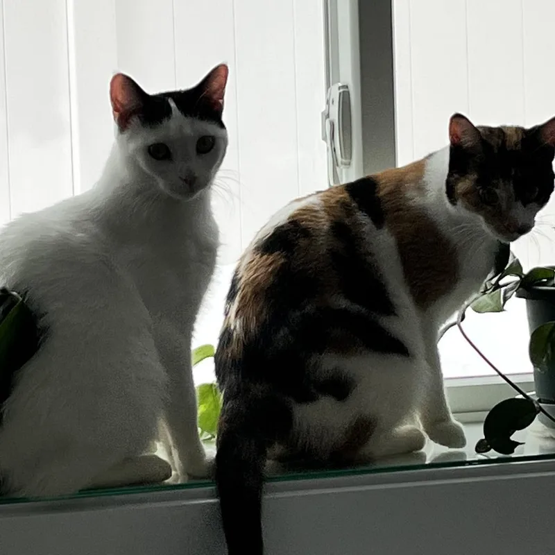 An adult large-sized female Domestic Short Hair cat named Sprite for adoption in Chaska, MN