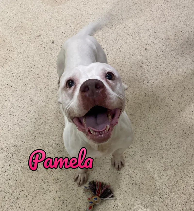 Pamela thumbnail 3