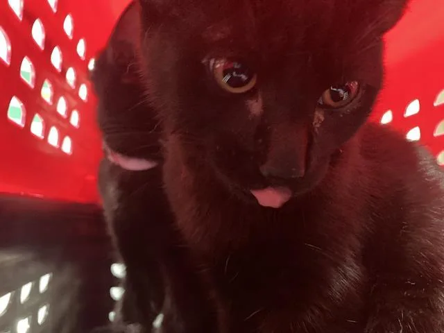 A baby medium-sized male Domestic Short Hair cat named Looma for adoption in Long Beach, CA
