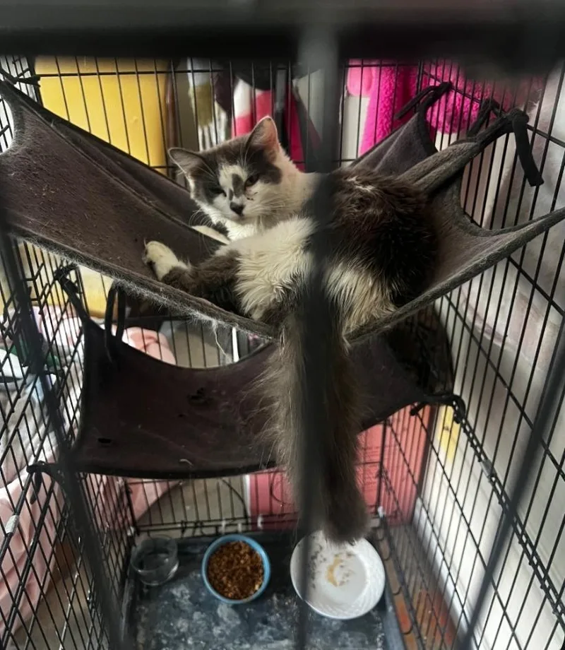 A young small-sized female Domestic Medium Hair cat named Bc Tinkerbell for adoption in Randolph, AL