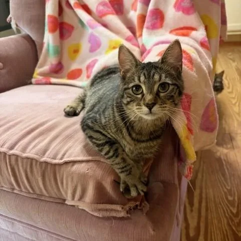 A young small-sized male Domestic Short Hair cat named Joe Frank And Daisey for adoption in Nashville, TN