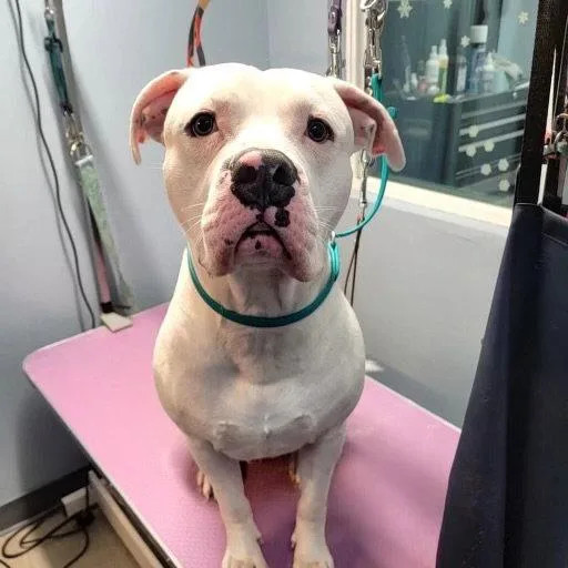 Drako Malfoy thumbnail 2