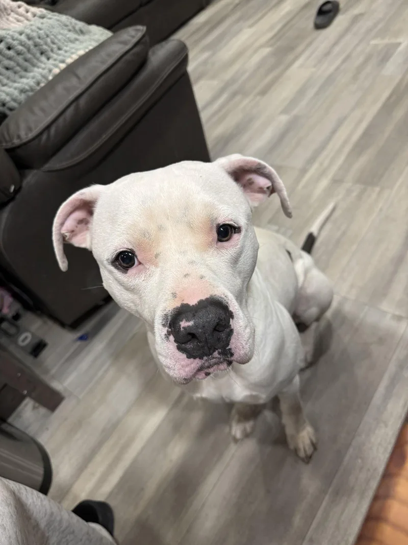 Drako Malfoy thumbnail 3