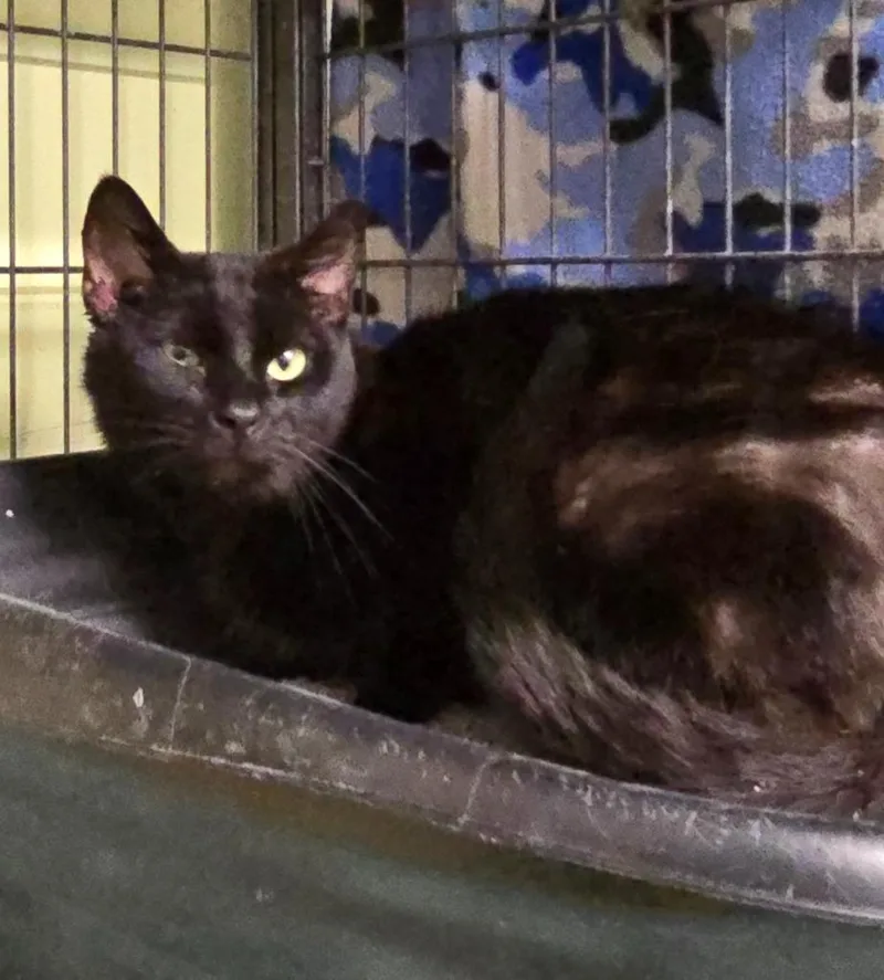 A young medium-sized female Domestic Short Hair cat named Luna for adoption in Auburn, IN