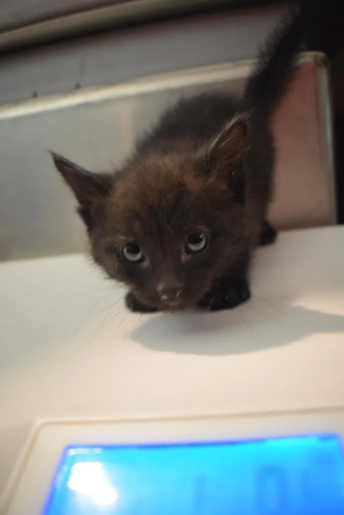 A baby small-sized female Domestic Short Hair cat named Onyx for adoption in Pahrump, NV