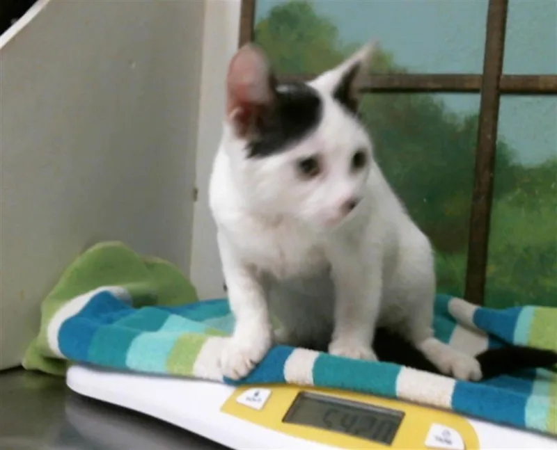 A baby medium-sized male Domestic Short Hair cat named Snoopy for adoption in Houston, TX