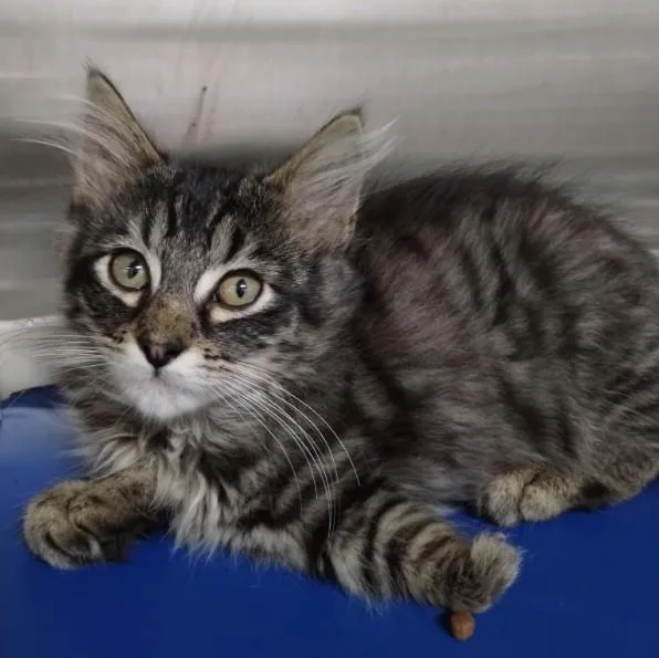 A baby small-sized female Domestic Medium Hair cat named A for adoption in Alameda, CA
