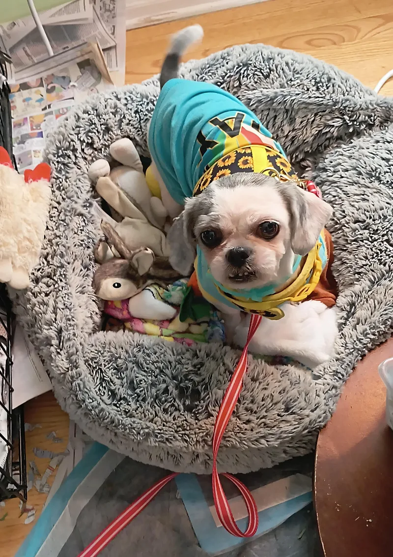 An adult small-sized female White / Cream Shih Tzu dog named Minnie for adoption in Union Grove, WI