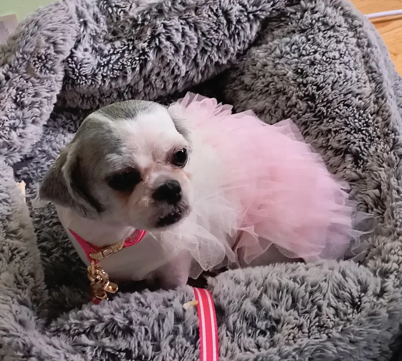 Minnie thumbnail 4