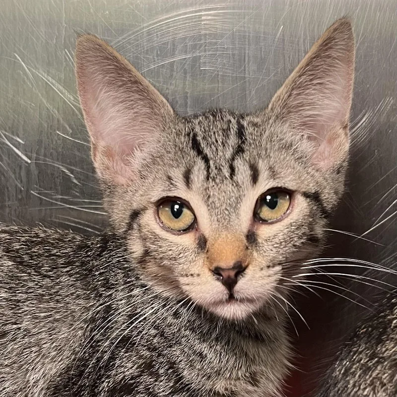 A baby small-sized male Gray / Blue / Silver Domestic Short Hair cat named El Cucuy for adoption in Palm Springs, CA