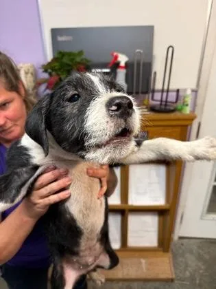 A baby small-sized male Mixed Breed dog named Frank for adoption in West Chester, PA