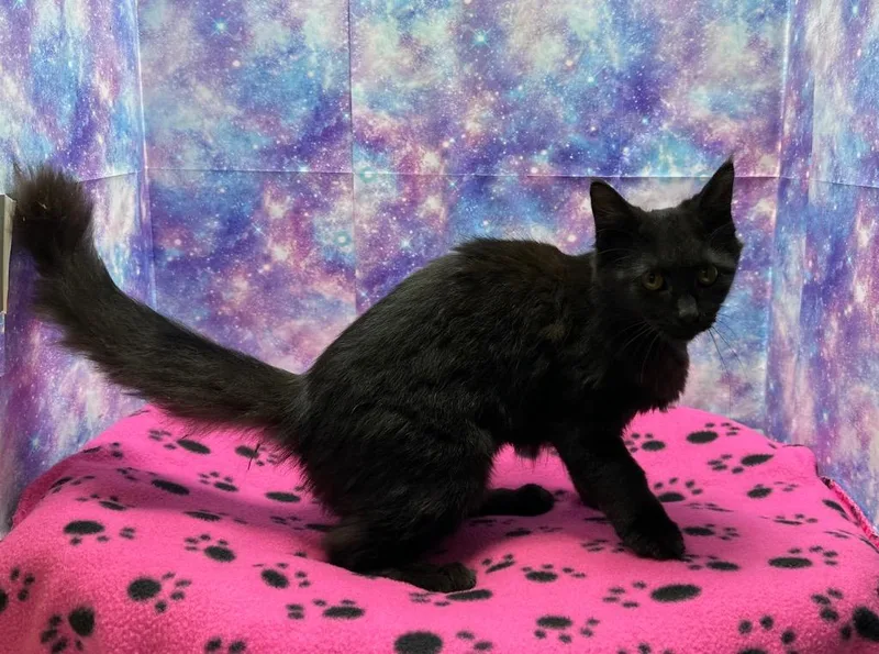 A baby medium-sized female Domestic Long Hair cat named Daphne for adoption in Washington Court House, OH