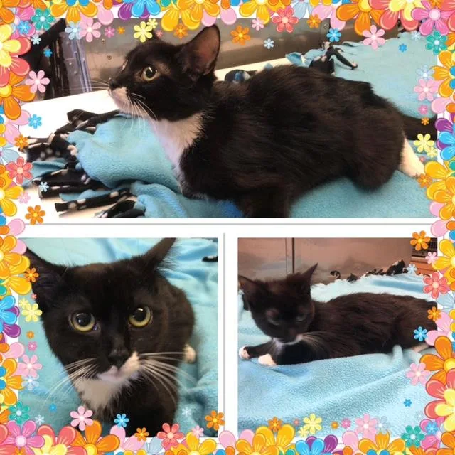 A baby small-sized male Black & White / Tuxedo Domestic Short Hair cat named Sarah for adoption in Buckhannon, WV