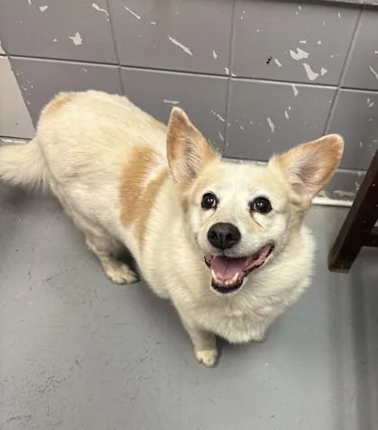 A senior small-sized female White / Cream Pembroke Welsh Corgi dog named Misty for adoption in Lafayette, IN