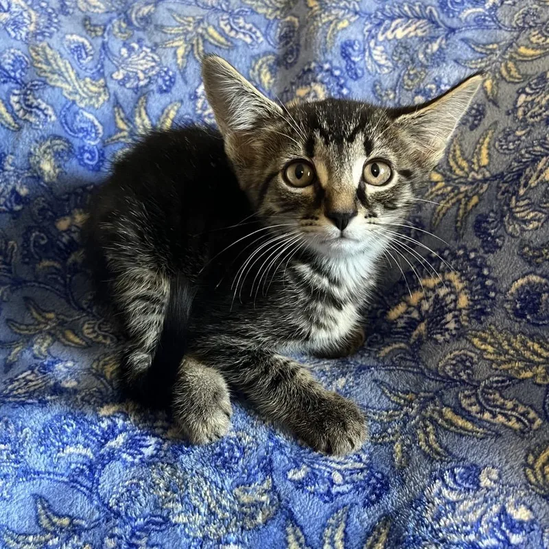 Freida