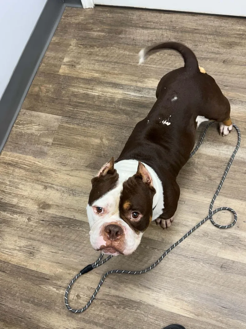 An adult medium-sized male Red / Chestnut / Orange Pit Bull Terrier dog named Mondo Springfield for adoption in O Fallon, IL
