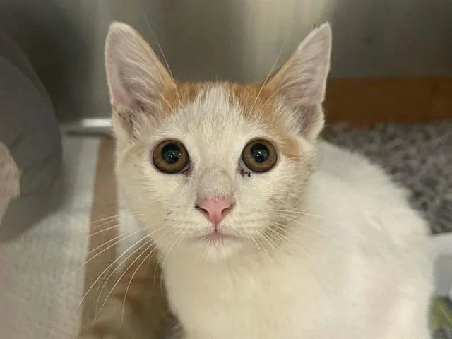 A baby large-sized male Domestic Short Hair cat named Snow for adoption in Dallas, TX