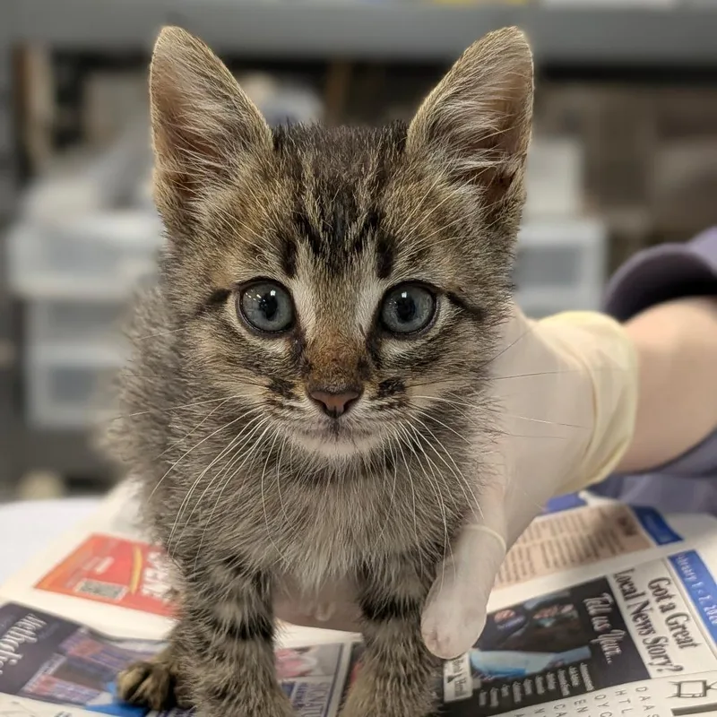 A baby small-sized male Brown / Chocolate Domestic Short Hair cat named Walnut for adoption in Houston, TX