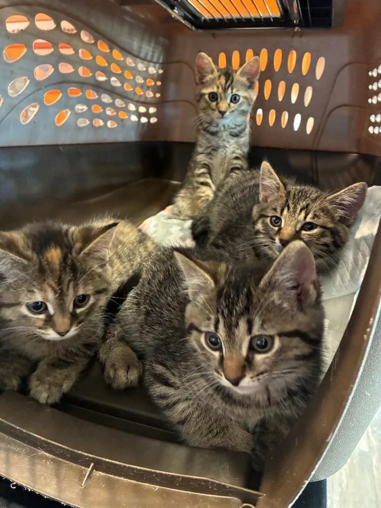A baby small-sized female Domestic Short Hair cat named Luna for adoption in Sidney, OH