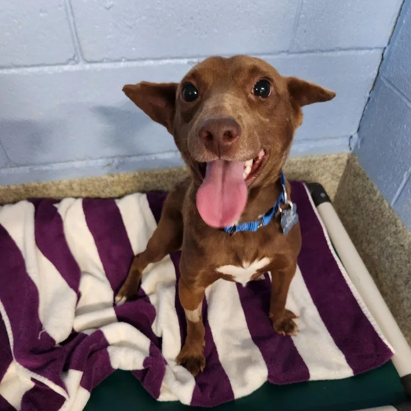 A young small-sized male Brown / Chocolate Feist dog named Rusty for adoption in Falls Church, VA