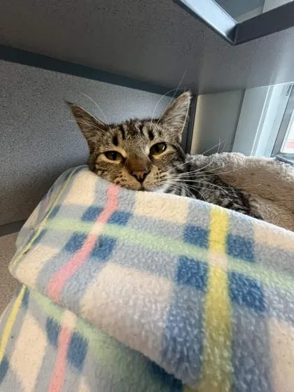 An adult medium-sized female Domestic Short Hair cat named Maple for adoption in Mount Pleasant, IA
