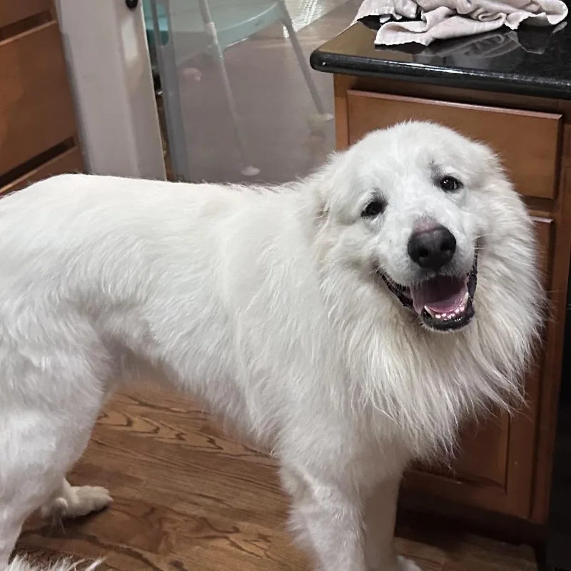 An adult extra large-sized male White / Cream Great Pyrenees dog named Yeti for adoption in Wichita, KS