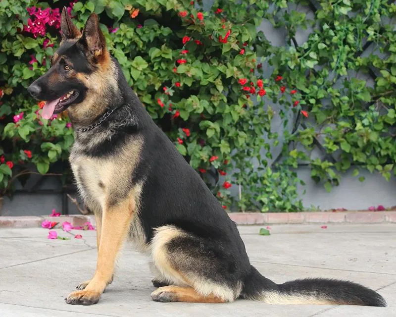 Ruger Von Ranger thumbnail 2