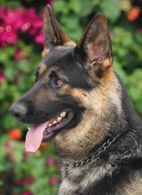 Ruger Von Ranger thumbnail 4