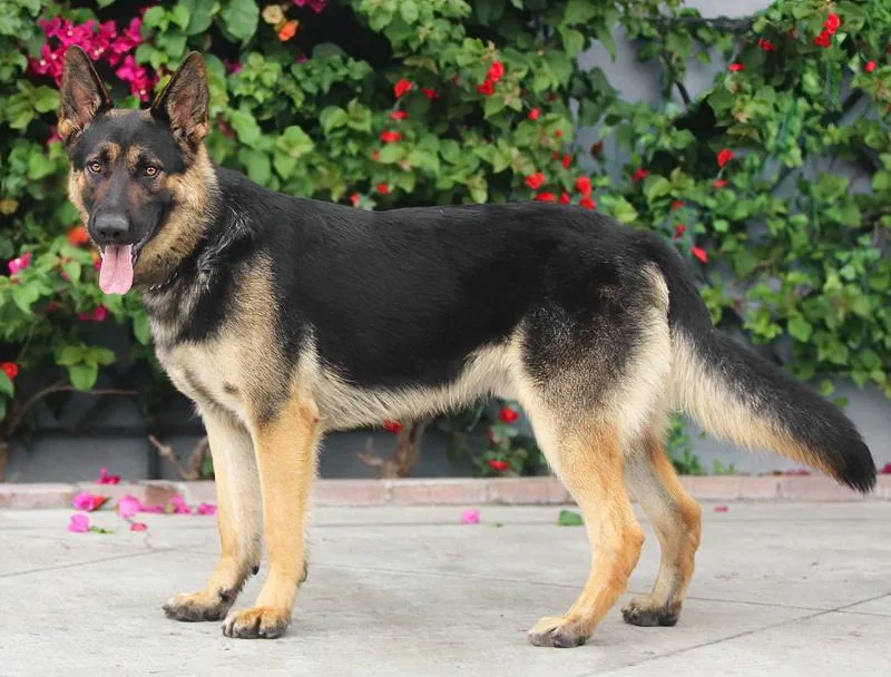 Ruger Von Ranger thumbnail 5