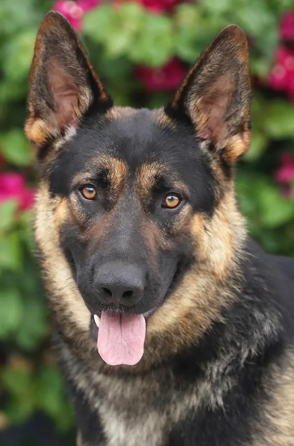 A young large-sized male Black German Shepherd Dog dog named Ruger Von Ranger for adoption in Los Angeles, CA