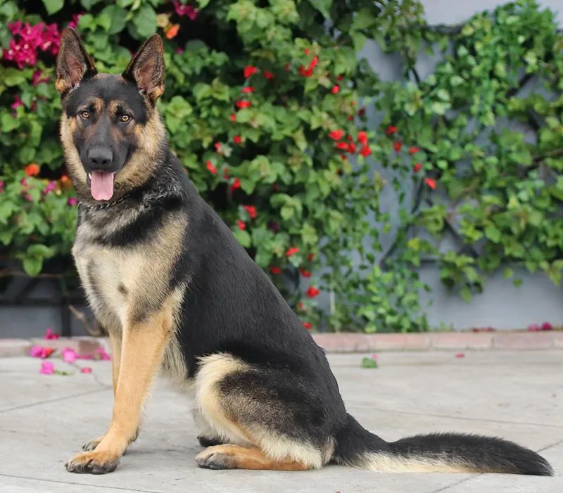 Ruger Von Ranger thumbnail 6