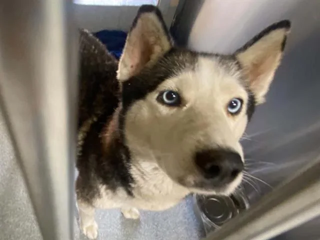 A young large-sized female Siberian Husky dog named Sydney for adoption in Tustin, CA