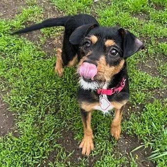 An adult small-sized female Black Terrier dog named Poppy for adoption in Springfield, MA