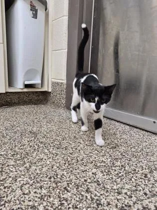 A baby medium-sized female Domestic Short Hair cat named Pandita for adoption in Westland, MI