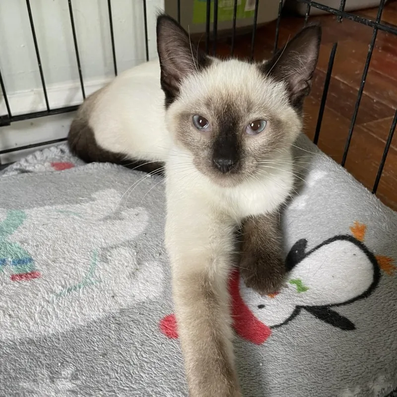 A baby medium-sized male Siamese cat named Sinker for adoption in Youngsville, NC