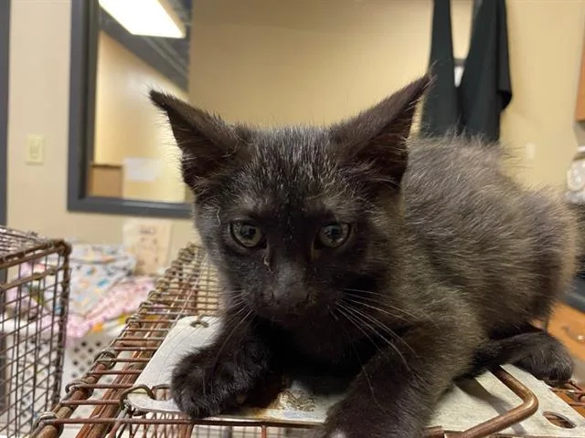 A baby small-sized male Domestic Short Hair cat named A for adoption in Modesto, CA