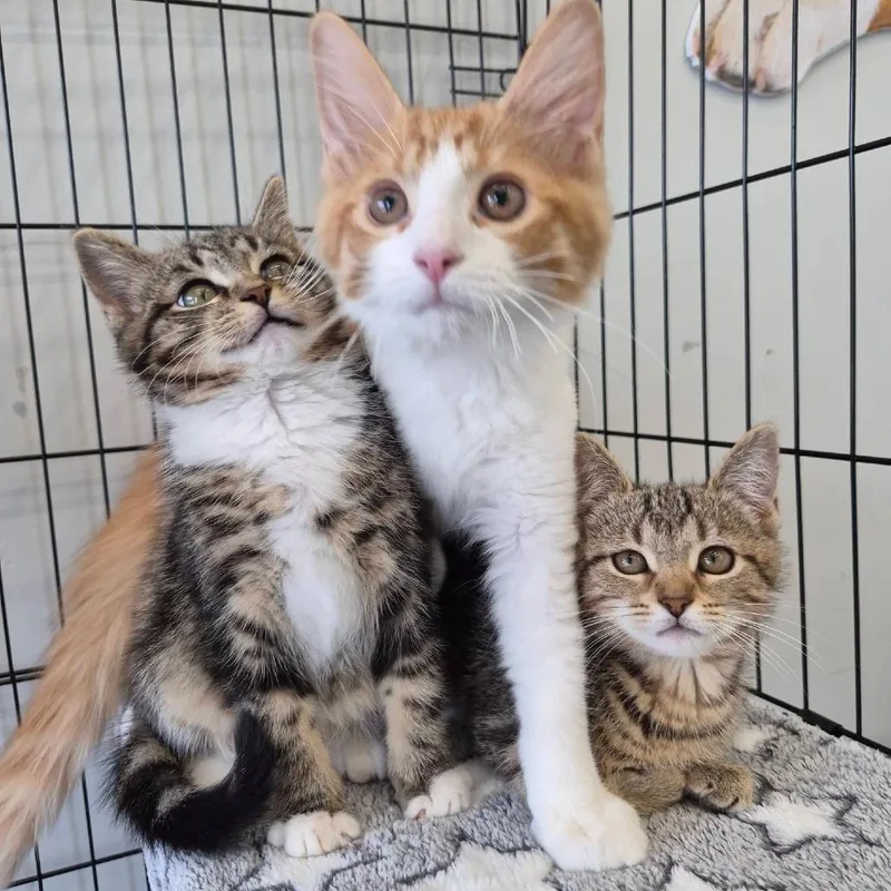 A baby small-sized male Orange / Red Domestic Medium Hair cat named Declan for adoption in Lexington, KY