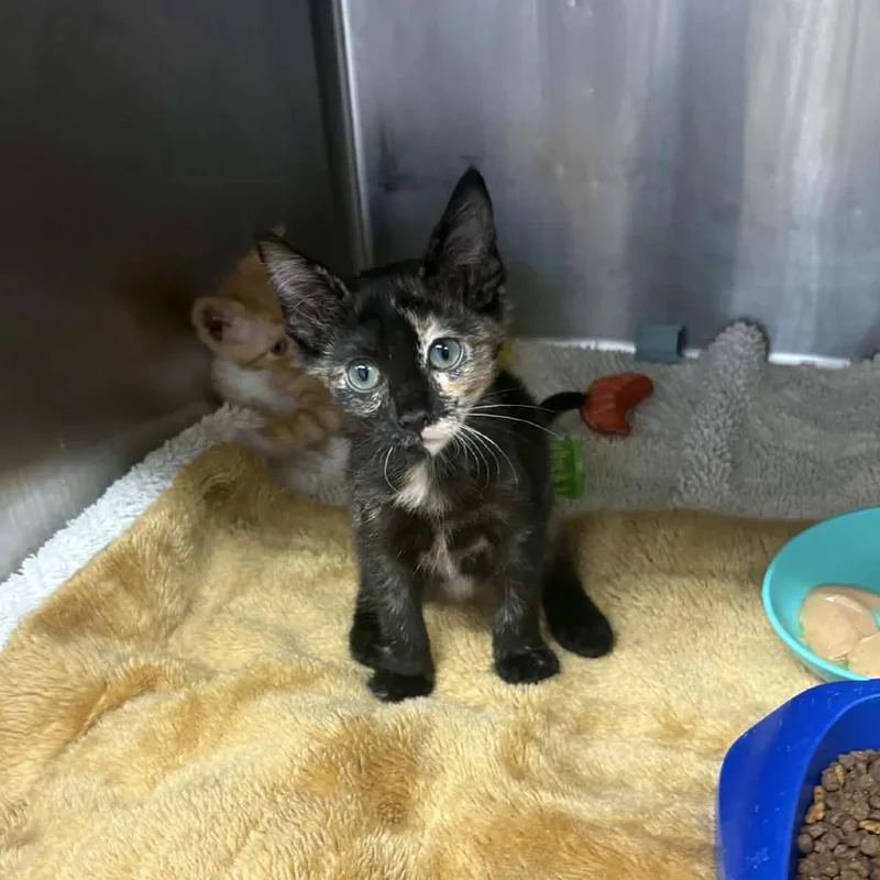 A baby small-sized female Tortoiseshell Domestic Short Hair cat named Nyx for adoption in Stephenville, TX