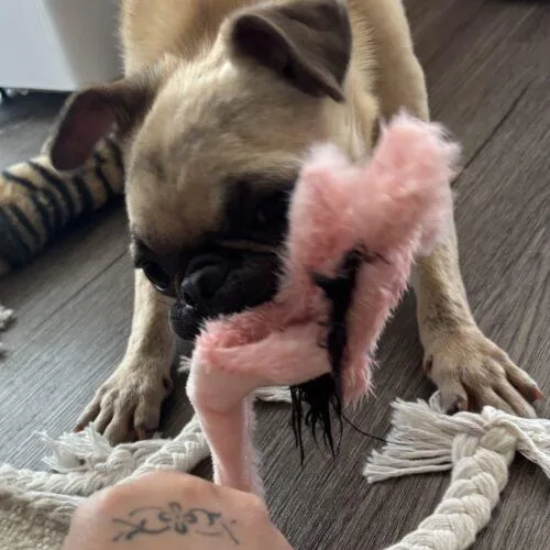 A young small-sized female Yellow / Tan / Blond / Fawn Pug dog named Delilah for adoption in Seattle, WA