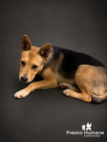 A young medium-sized female German Shepherd Dog dog named Lotus for adoption in Fresno, CA