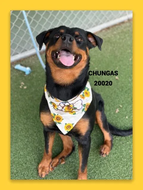 A young medium-sized female Bicolor Rottweiler dog named Chungas for adoption in Marietta, GA
