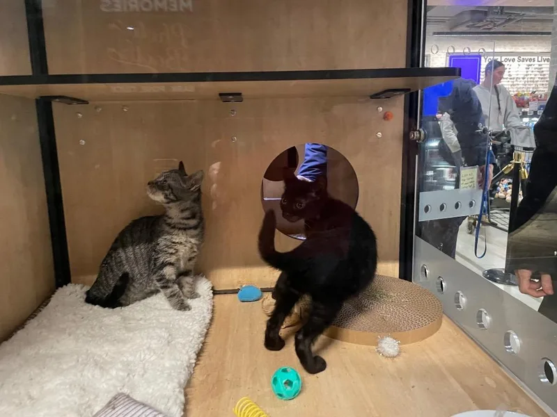 A baby medium-sized male Domestic Short Hair cat named Huey for adoption in New York, NY