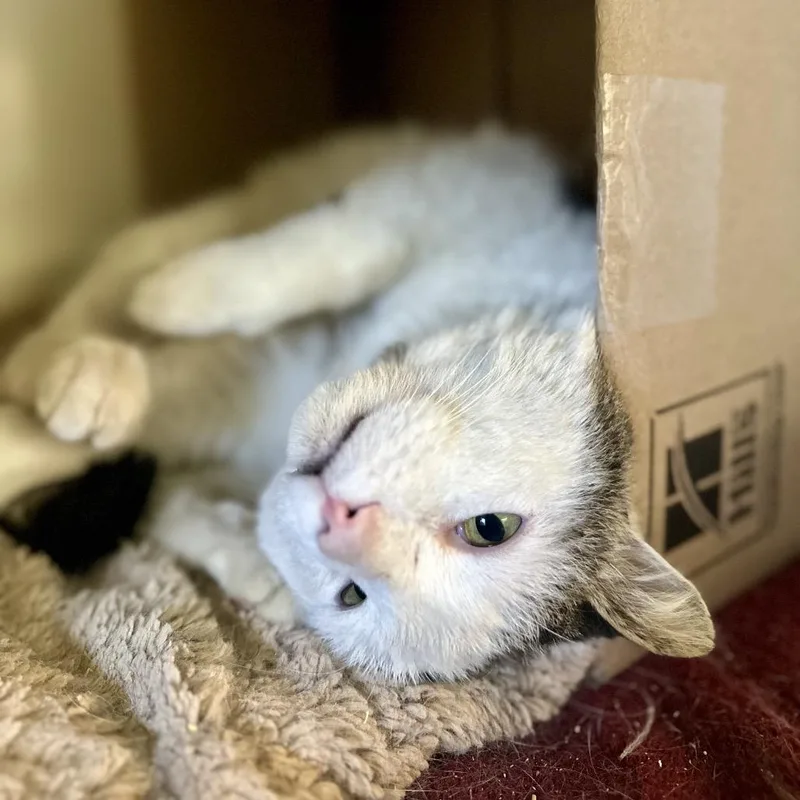 Hambone Chunkmeister